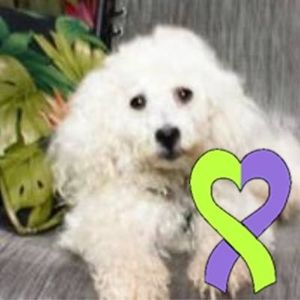 Meet your Posher, Wray